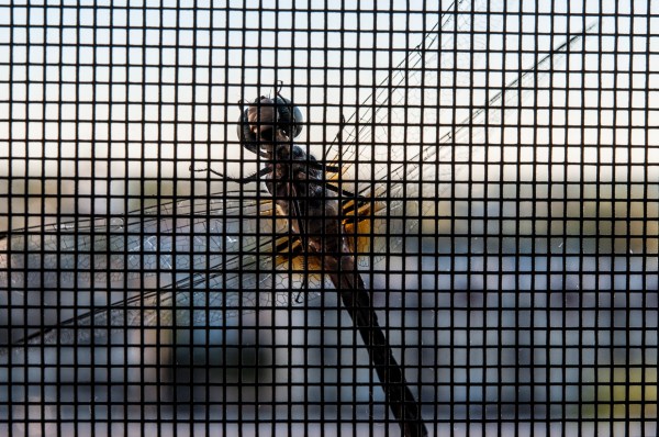 Dragonfly 2 DSC_8377