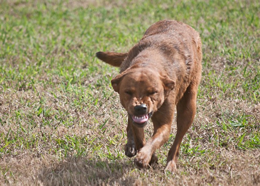 grin shrpnd 300 res DSC_6458