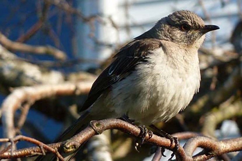 mockingbird P1060407
