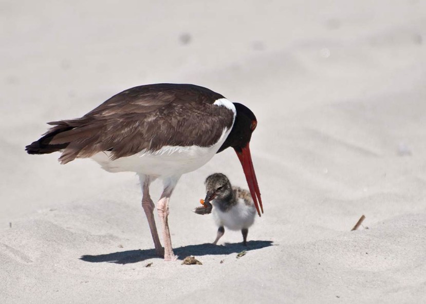 Oyster C chick feeds37 DSC_1331