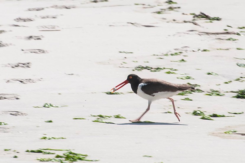 O C an apetizerDSC_8882