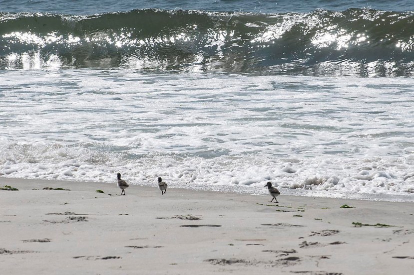 O C Back to dinnerDSC_8818