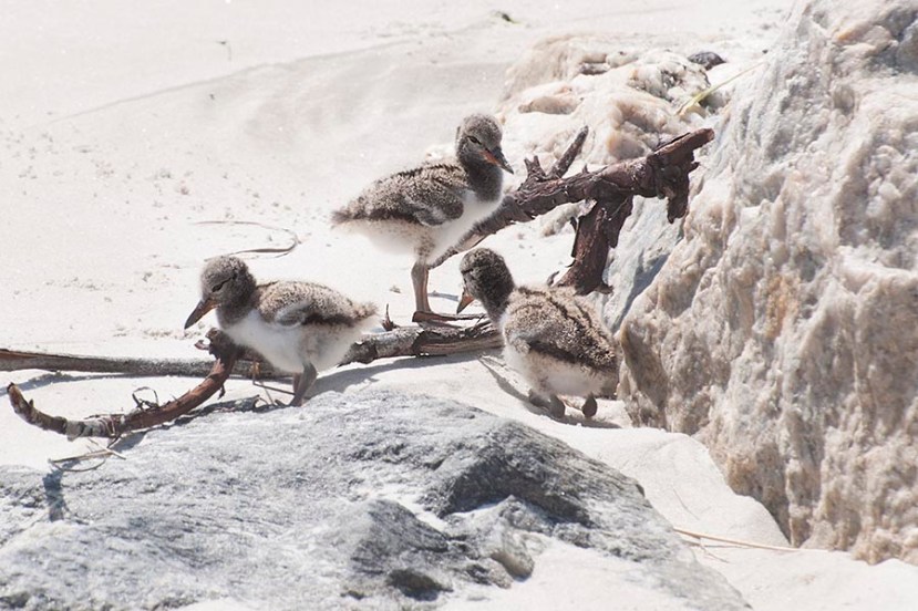 O C by the peaceful jettyDSC_9083