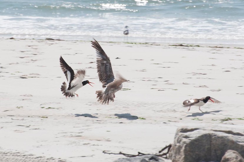 O C gull fight 4DSC_9038