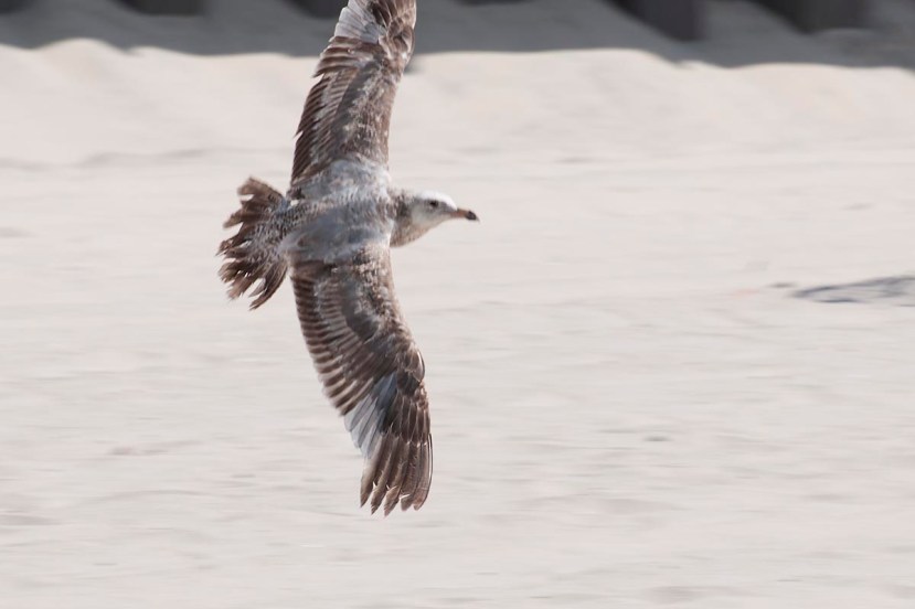 O C gull fight 5DSC_9039