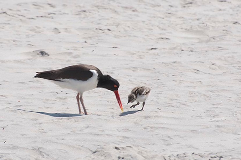 O C if it moves eat itDSC_8877