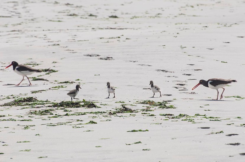 O C salad barDSC_8849