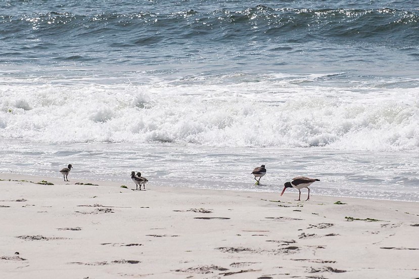 O C sea food platterDSC_8821