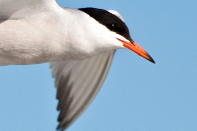 Tern closeupDSC_0016 crp 2