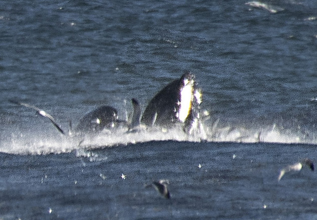 11 DSC_6436triple crop