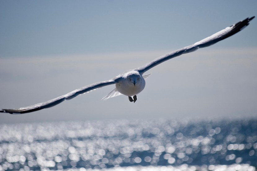 Gull very close