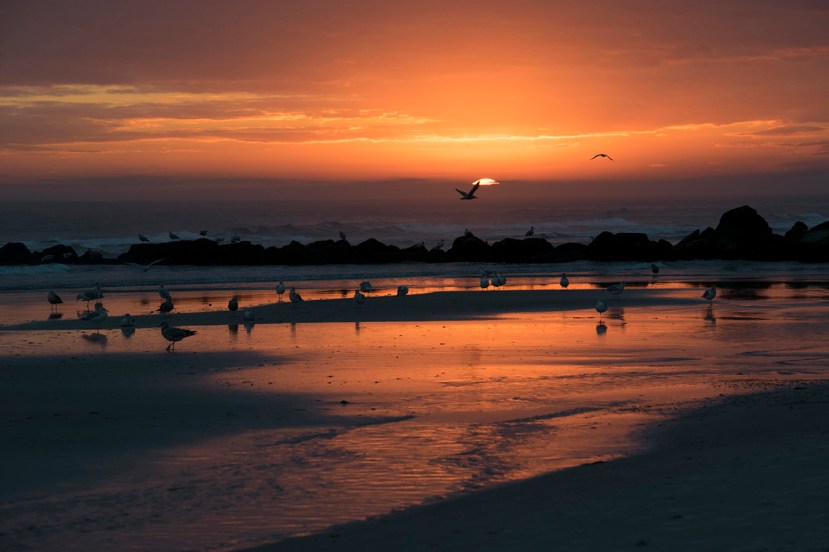 Deep color sunset gulls landDSC_7498