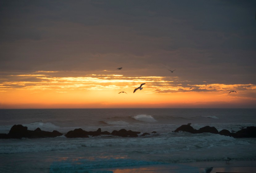 Gull fog sunset wavesDSC_7467