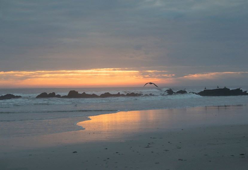 gull foggy sunsetDSC_7430