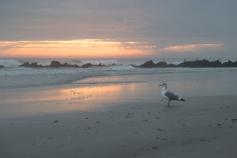 gull sittingDSC_7431
