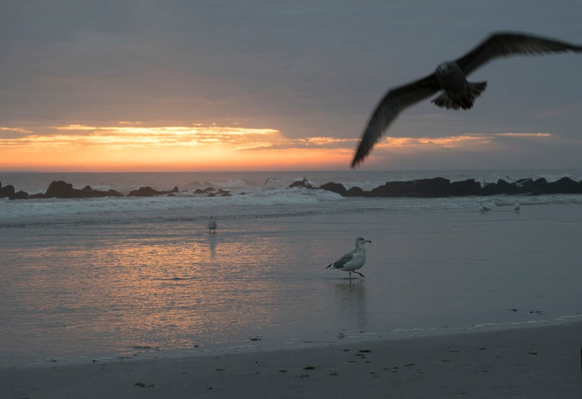 Jaw drop gull 5x7DSC_7449