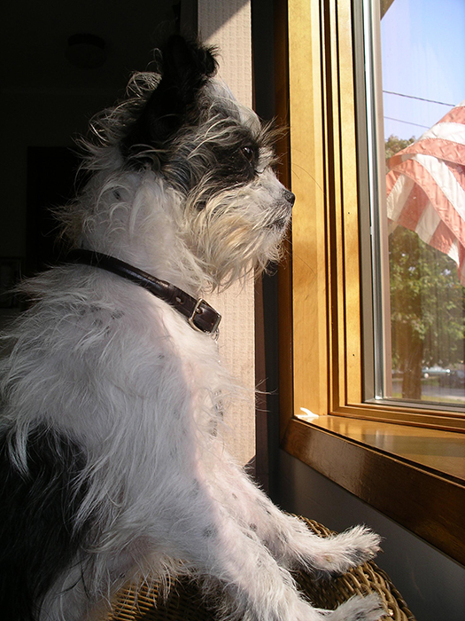 bailey at window