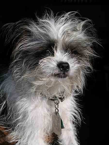 Bailey full maneIMGP1853