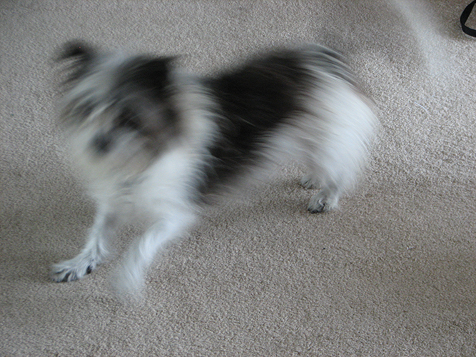 Bailey wags 3IMG_0009