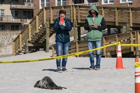 Seal gets attentionDSC_9642