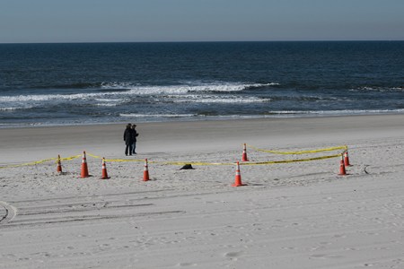 Seal on sandDSC_9623