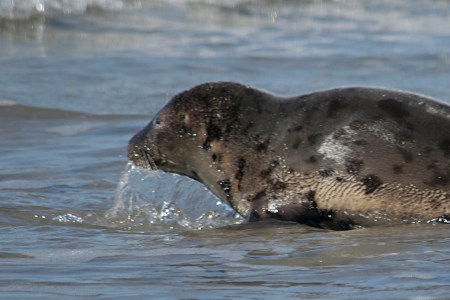 Seal pup in surf 2crp 2DSC_9712