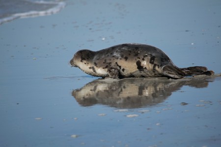 Seal pup in wet sandDSC_9691
