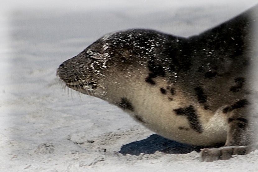 Seal pup vign maskDSC_9650