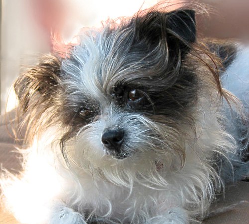 Bailey head cocked for blog