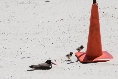 Birds by cone DSC_1028