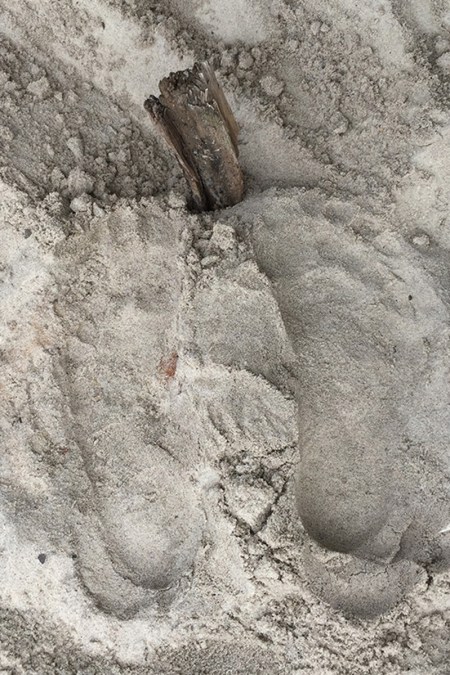 chick buried 2 IMG_2474