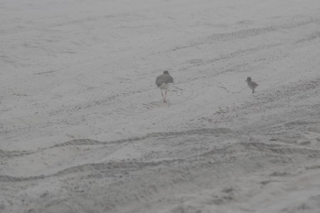 oystercatchers in fog DSC_1723