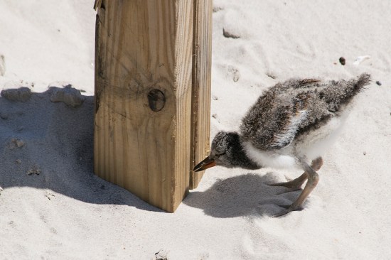 Chick picks at post DSC_2549