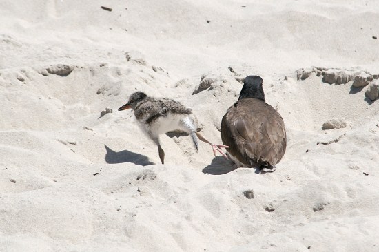 Good stretch DSC_2511