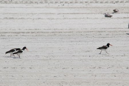 Oyst challenge DSC_2486