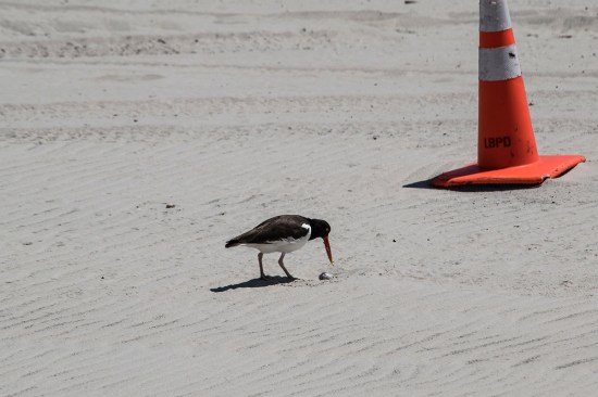 oyst w egg June 7 DSC_2500