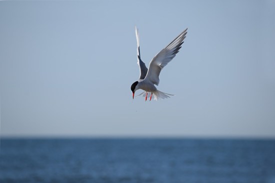 Lone tern DSC_5248