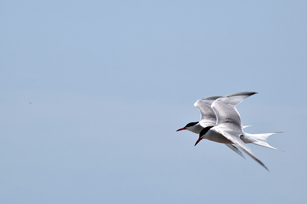 Terns in Tandem res 100 DSC_3643