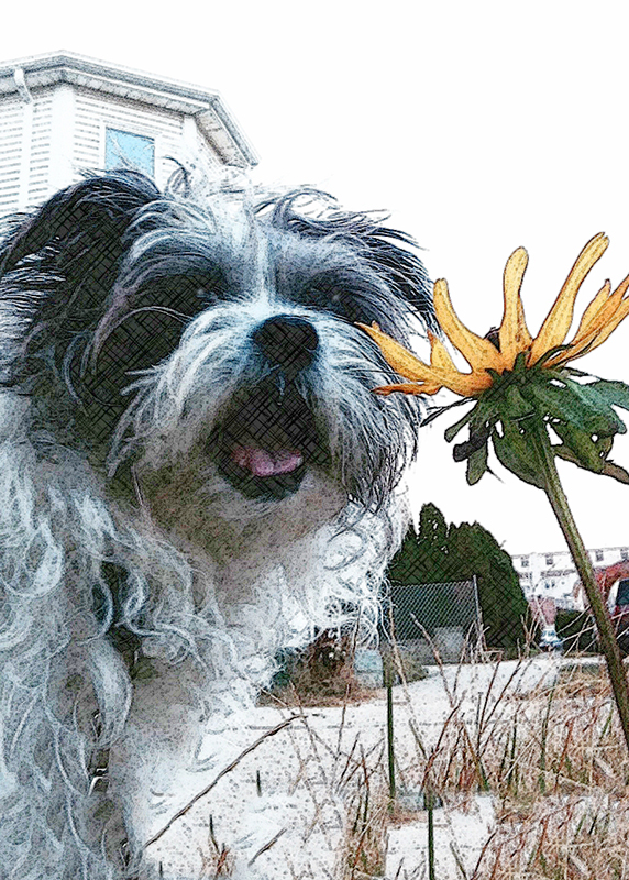 Bailey sketch 100 .jpg