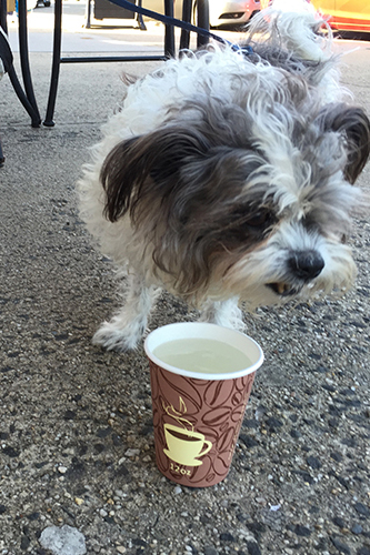 Bailey vert IMG_0703.jpg