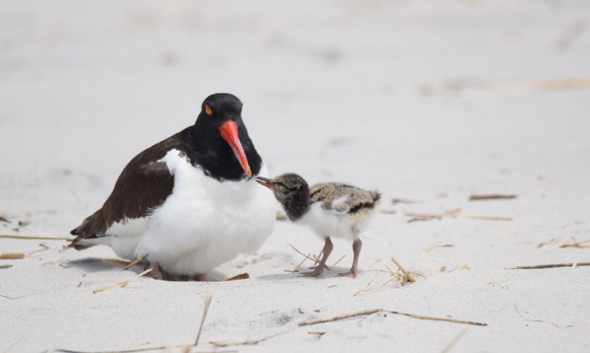 Bill to bill DSC_7844.jpg