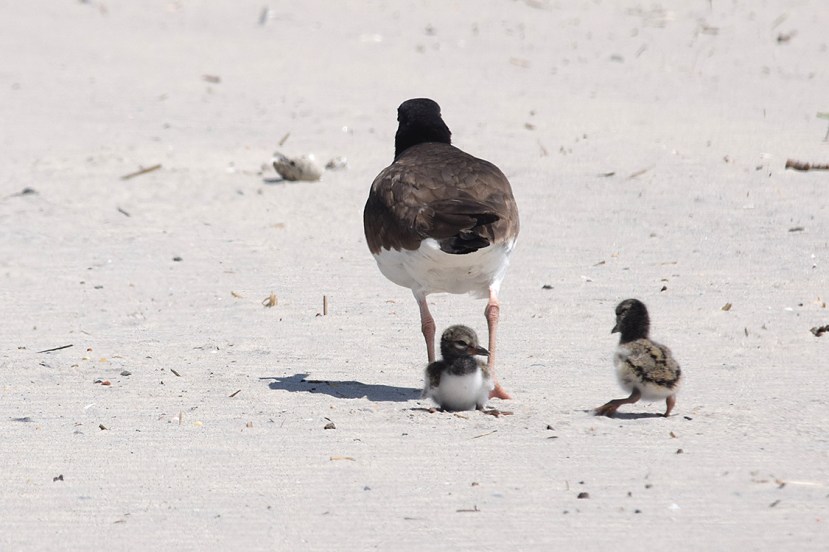 cute two chicks DSC_7322.jpg