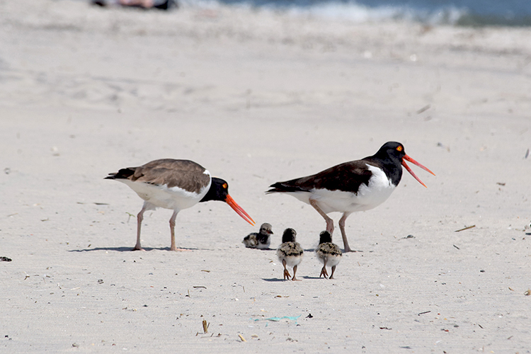 Fam of five DSC_7342.jpg