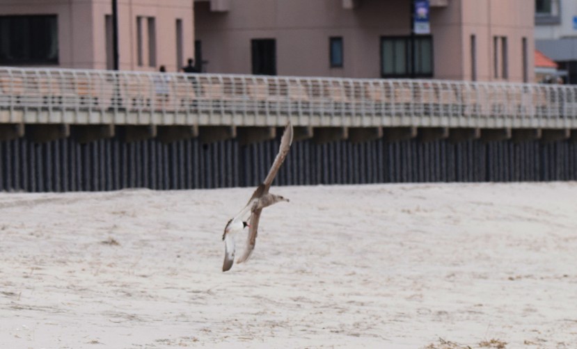 gull pecked DSC_7568.jpg