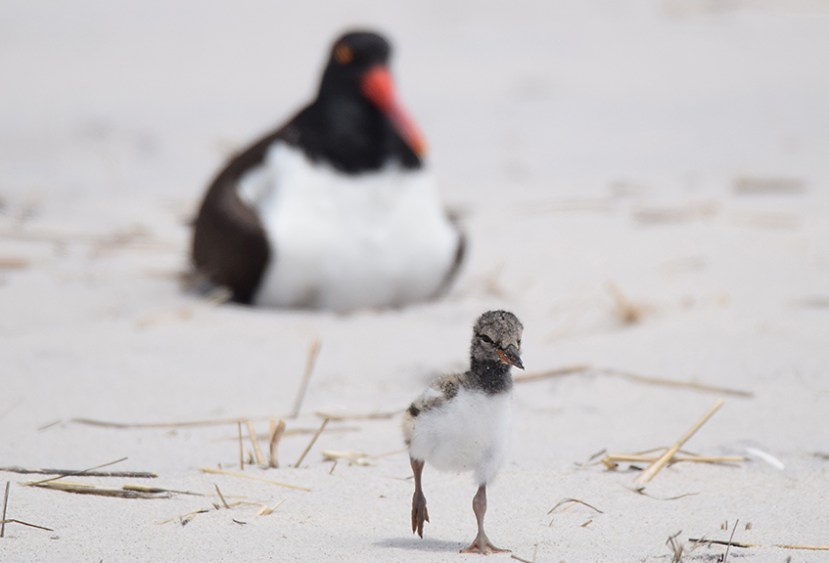 I'm walking here DSC_7890.jpg