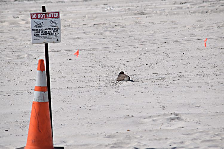 nest warning sign DSC_7054.jpg