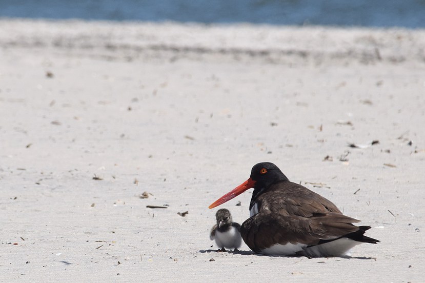 one chick DSC_7264.jpg