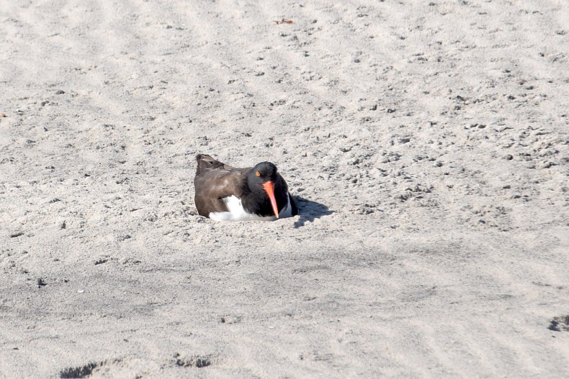 OYs Sat. 5-15-16 DSC_7466.jpg