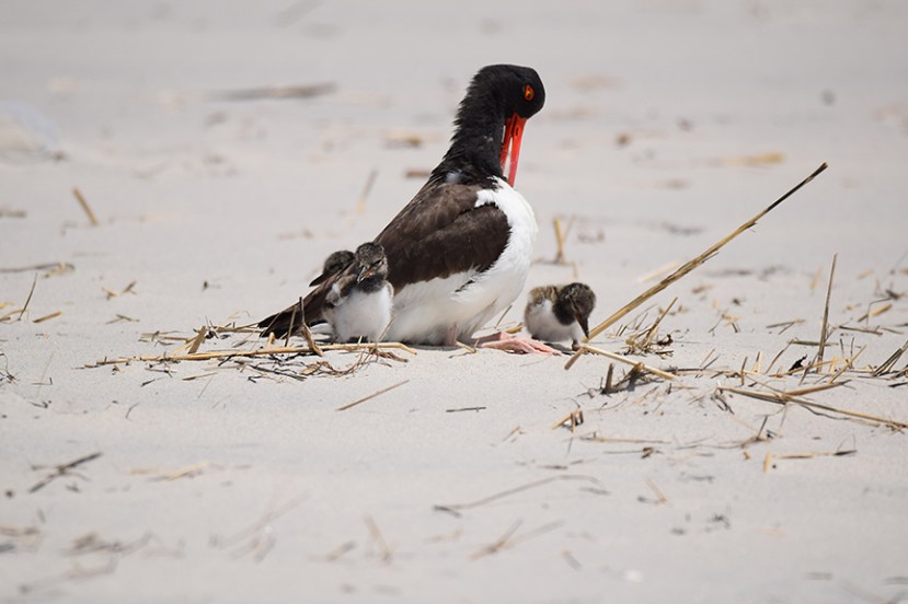 three near Mom DSC_7764.jpg