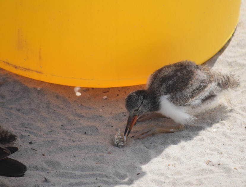 a bit of fiddler crab DSC_8766.jpg